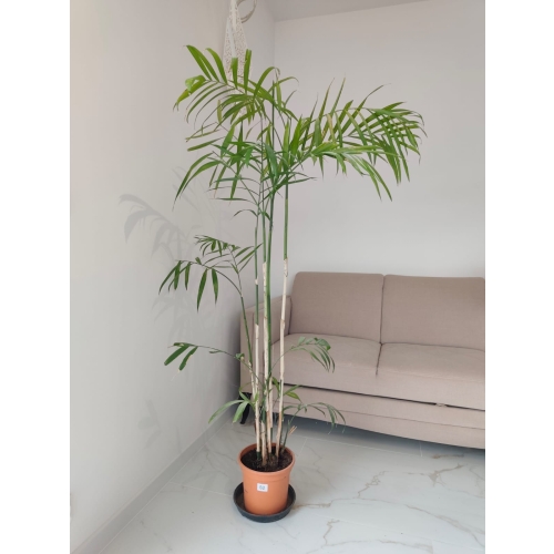 Chamedora Seifrizi(Palma bambusowa)